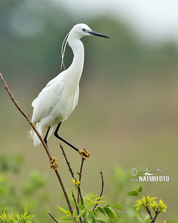 Little Egret (Egretta garzetta)