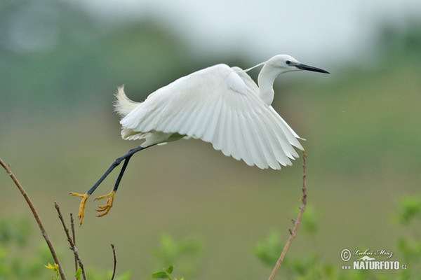 Little Egret (Egretta garzetta)