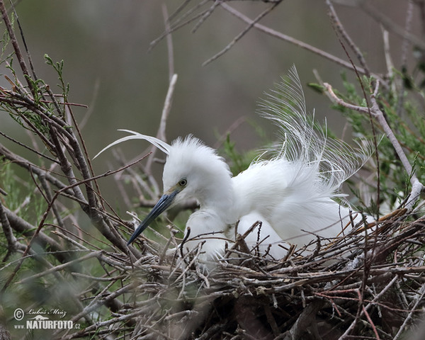 Little Egret (Egretta garzetta)