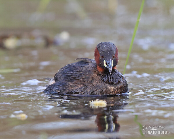 Little Grebe (Tachybaptus ruficollis)