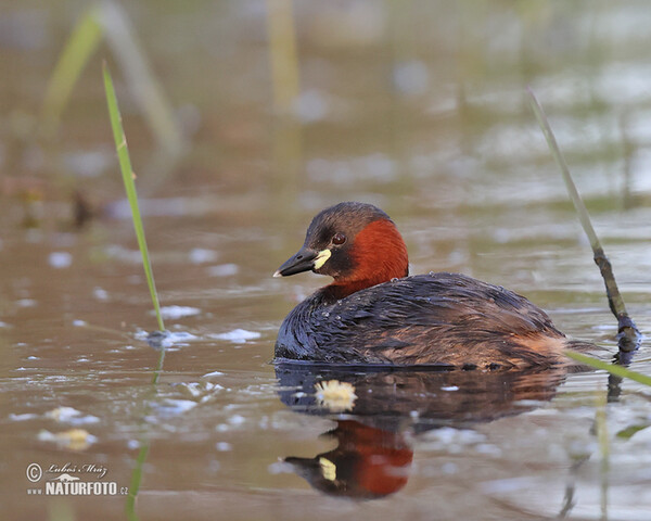 Little Grebe (Tachybaptus ruficollis)