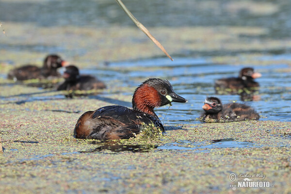 Little Grebe (Tachybaptus ruficollis)