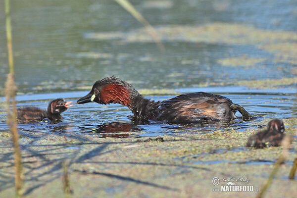 Little Grebe (Tachybaptus ruficollis)