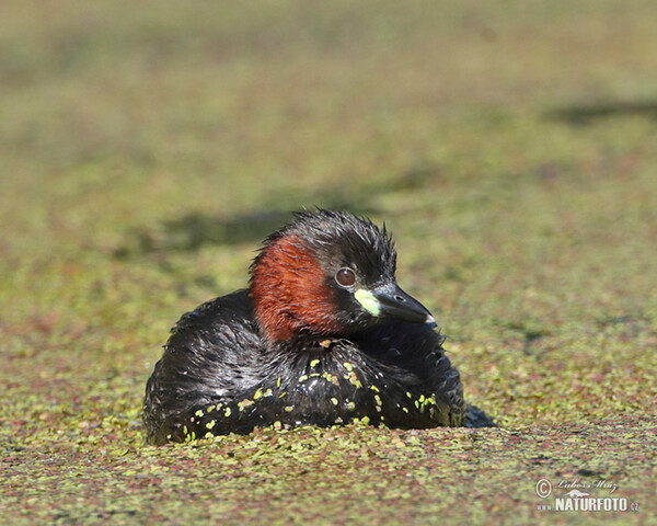 Little Grebe (Tachybaptus ruficollis)