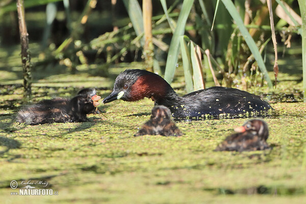 Little Grebe (Tachybaptus ruficollis)