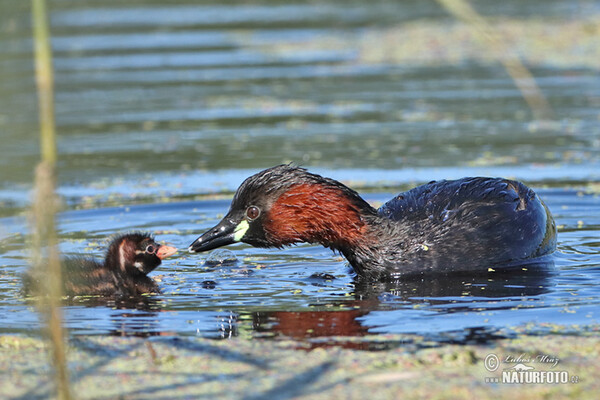 Little Grebe (Tachybaptus ruficollis)