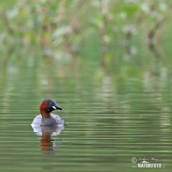 Little Grebe (Tachybaptus ruficollis)