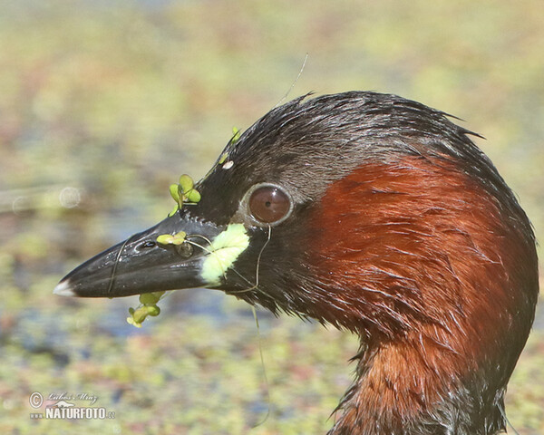 Little Grebe (Tachybaptus ruficollis)