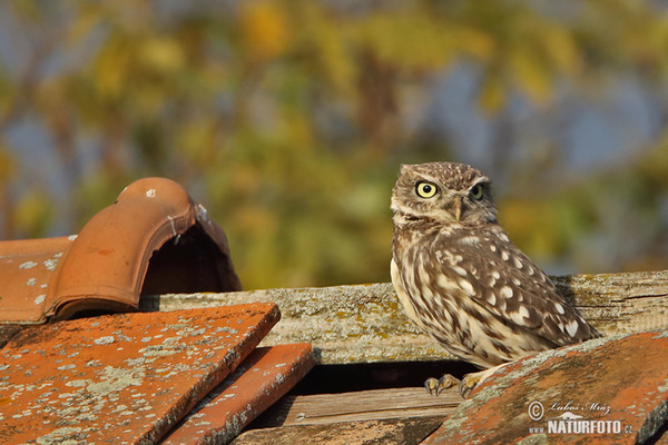 Little Owl (Athene noctua)