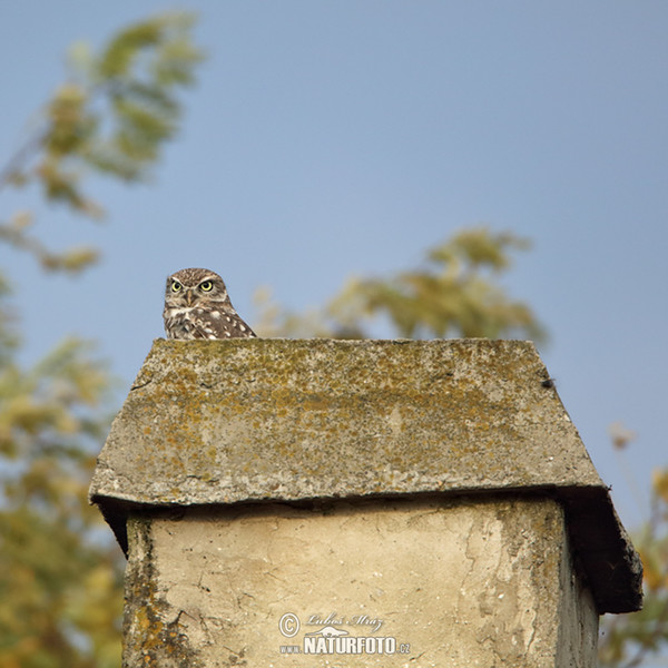 Little Owl (Athene noctua)