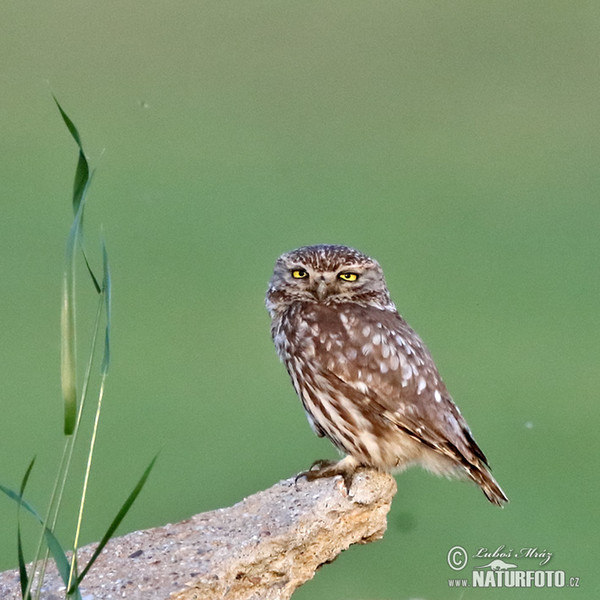 Little Owl (Athene noctua)