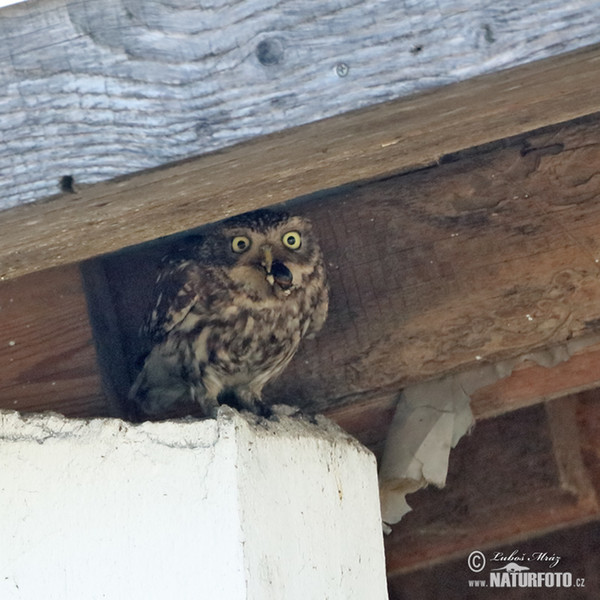 Little Owl (Athene noctua)