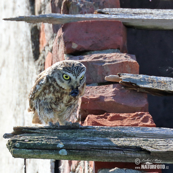 Little Owl (Athene noctua)