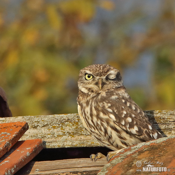 Little Owl (Athene noctua)