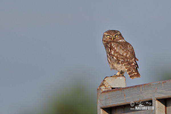 Little Owl (Athene noctua)