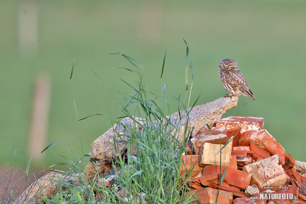 Little Owl (Athene noctua)