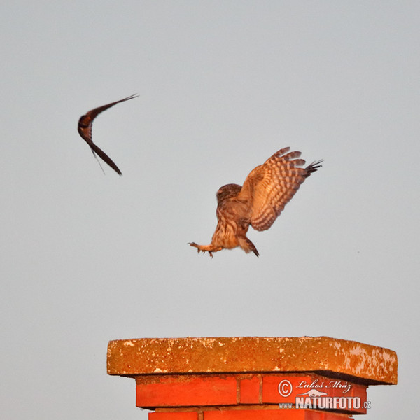 Little Owl (Athene noctua)