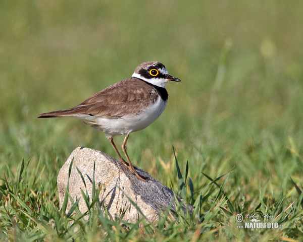 Little Ringed Plover (Charadrius dubius)