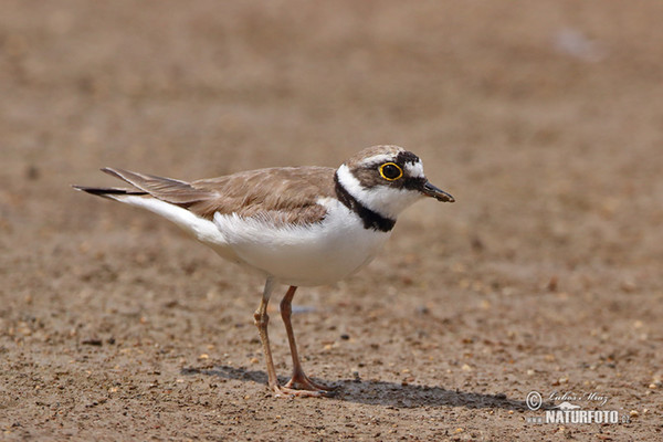 Little Ringed Plover (Charadrius dubius)