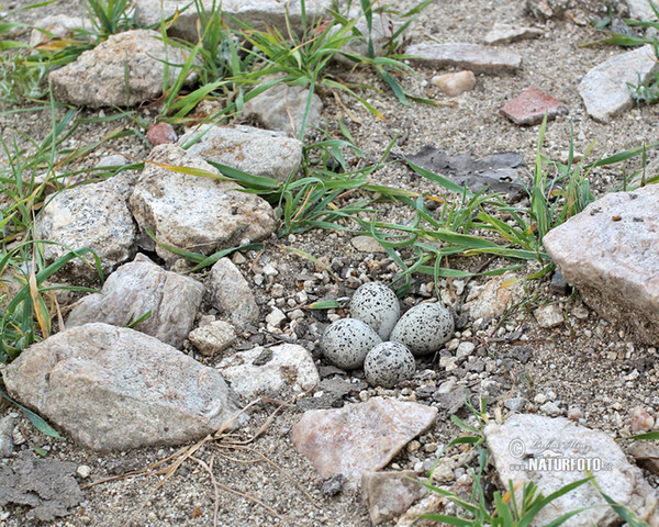 Little Ringed Plover (Charadrius dubius)