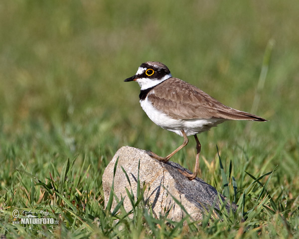 Little Ringed Plover (Charadrius dubius)