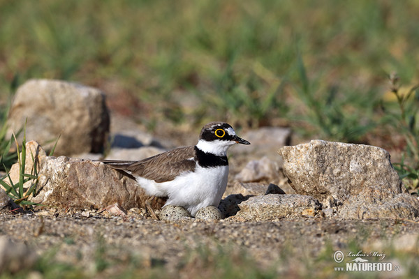 Little Ringed Plover (Charadrius dubius)