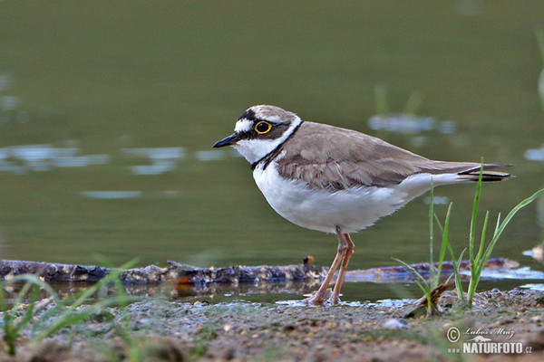 Little Ringed Plover (Charadrius dubius)