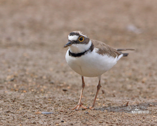 Little Ringed Plover (Charadrius dubius)