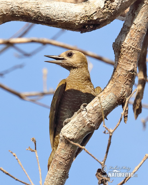 Little Woodpecker (Veniliornis passerinus)