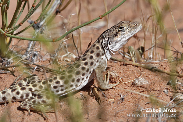 Long-nosed Leopard lizard (Gambelia wislizenii)