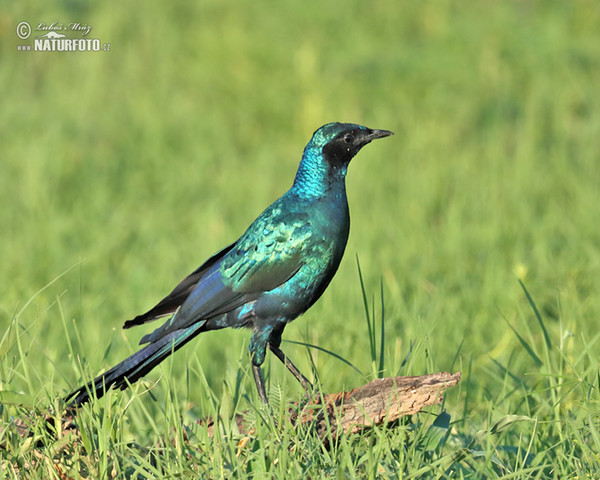 Long-tailed glossy Starling (Lamprotornis caudatus)