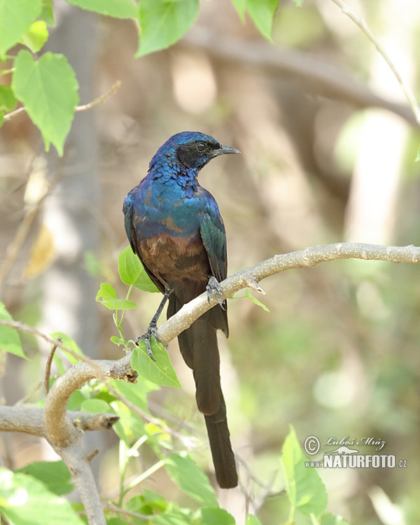 Long-tailed glossy Starling (Lamprotornis caudatus)