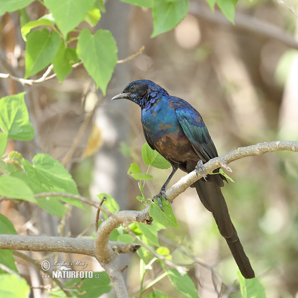 Long-tailed glossy Starling (Lamprotornis caudatus)