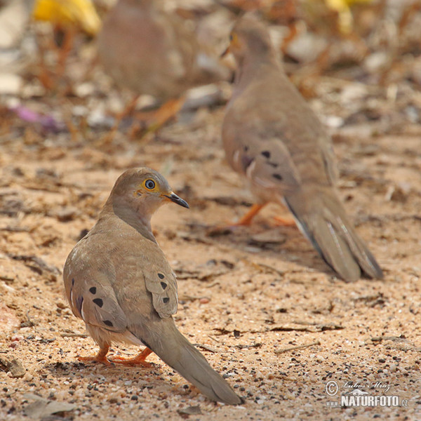 Long-tailed Ground-Dove (Uropelia campestris)