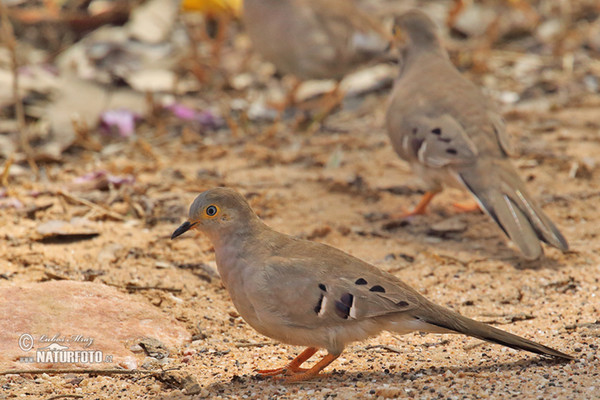 Long-tailed Ground-Dove (Uropelia campestris)