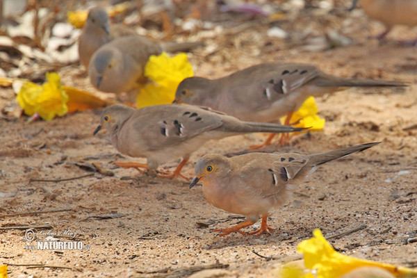 Long-tailed Ground-Dove (Uropelia campestris)