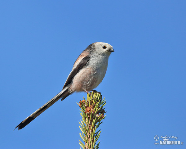 Long-tailed Tit (Aegithalos caudatus)