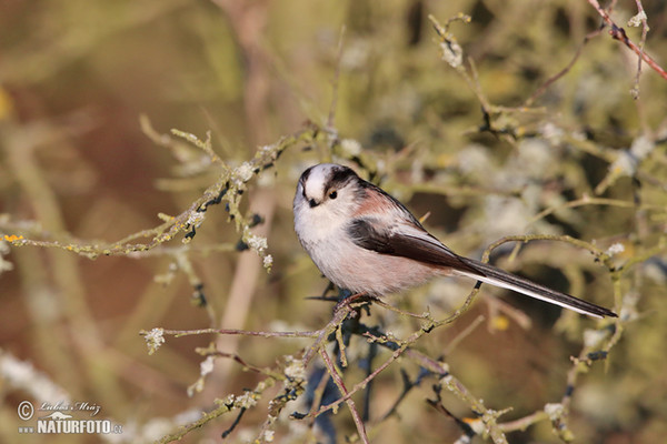 Long-tailed Tit (Aegithalos caudatus)