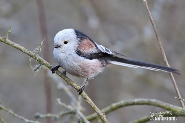 Long-tailed Tit (Aegithalos caudatus)