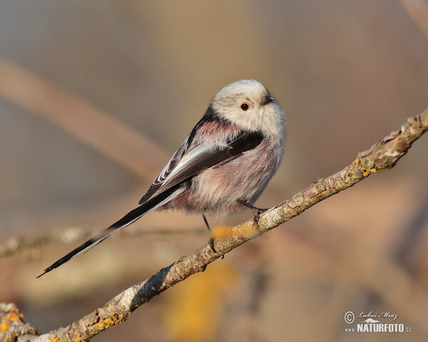 Long-tailed Tit (Aegithalos caudatus)