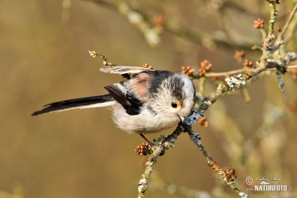 Long-tailed Tit (Aegithalos caudatus)