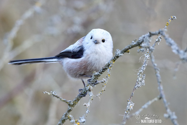 Long-tailed Tit (Aegithalos caudatus)