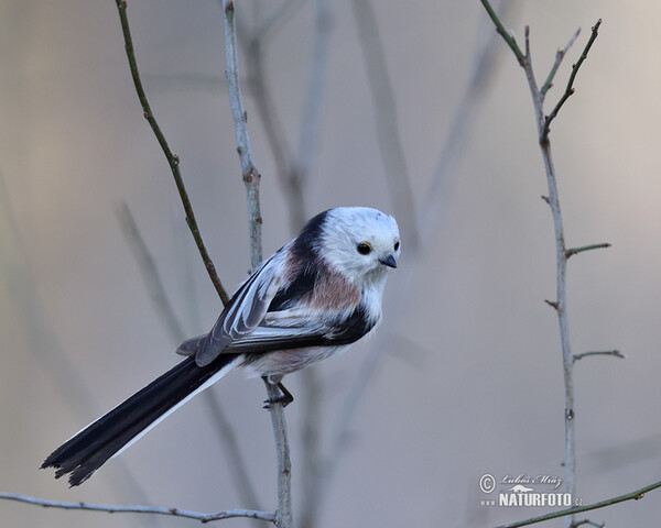 Long-tailed Tit (Aegithalos caudatus)