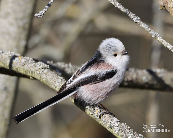 Long-tailed Tit (Aegithalos caudatus)