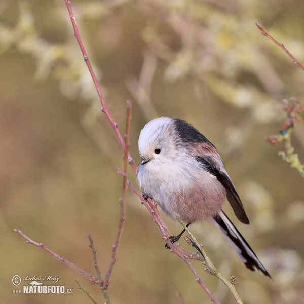 Long-tailed Tit (Aegithalos caudatus)