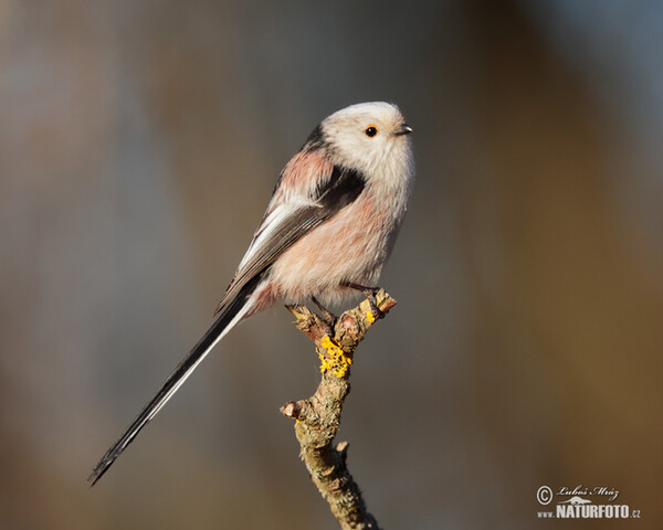 Long-tailed Tit (Aegithalos caudatus)