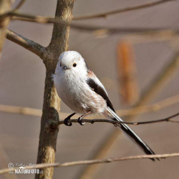 Long-tailed Tit (Aegithalos caudatus)