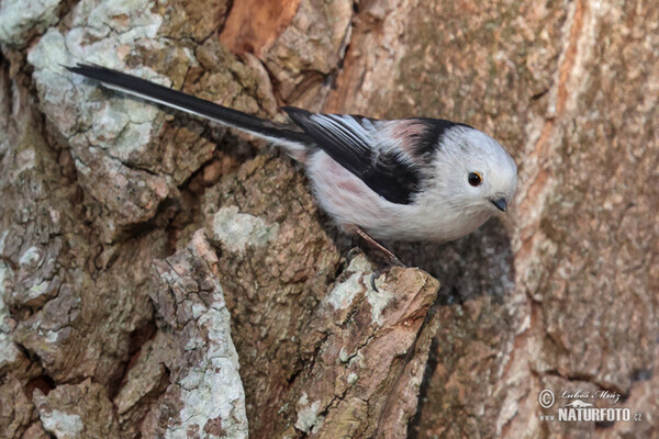 Long-tailed Tit (Aegithalos caudatus)