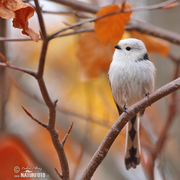 Long-tailed Tit (Aegithalos caudatus)