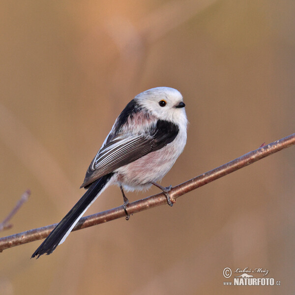 Long-tailed Tit (Aegithalos caudatus)